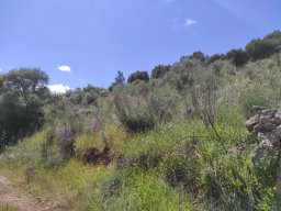 Flora del Cerro Masatrigo